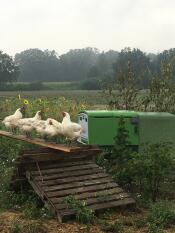 five chickens perched outside a large green cube chicken coop