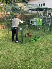 A person feeding chickens in their walk in run.