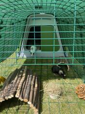 Two guinea pigs in their run attached to a hutch