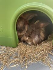Two rabbits sleeping in the green Zippi rabbit shelter