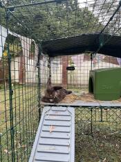 A rabbit lying on the platform in the Zippi rabbit run.