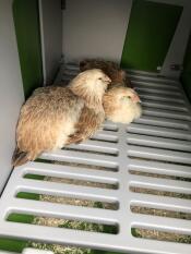 Three chickens perching on the roosting bars of an Eglu Cube chicken coop