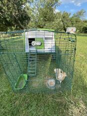 A chicken in the run attached to the green Eglu Cube chicken coop.