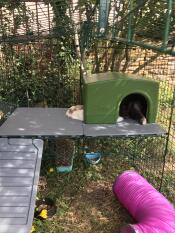 Rabbits in a shelter, on top of their platform, inside their enclosure