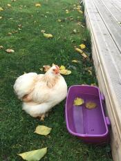 Chicken in garden