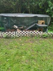 The Zippi rabbit run set up with extensions in a garden.