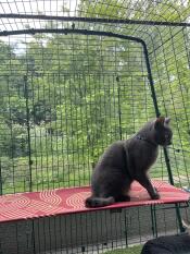 A grey cat sat on the red outdoor cat shelf.