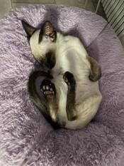 A Siamese cat sleeping in the lilac Maya Donut Cat Bed.