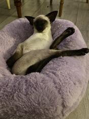 A Siamese cat lying on the lilac Maya Donut Cat Bed.