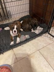 Two boxer puppies inside Fido Classic Dog Crate