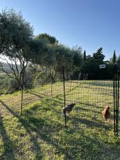 The chicken fencing set up in a garden with chickens next to it.