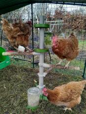 Three chickens on the Omlet Freestanding Chicken Perch