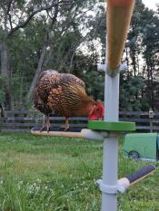 A chicken pecking some seeds from her perch