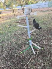 Two chickens sitting on the Freestanding Chicken Perch.