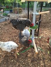 Chickens pecking seeds from perches connected to a pole fixed on the ground
