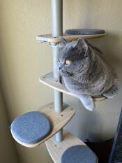 a cat on the step of his indoor cat tree