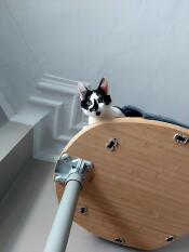 Cat looking down at their owner from the felt den bamboo platform on Freestyle Indoor Cat Tree