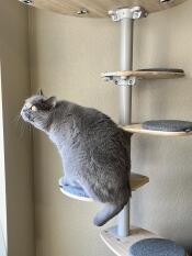 A grey cat on the grey step of his indoor cat tree