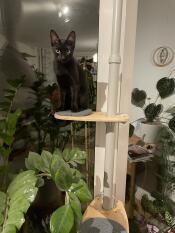 A cat sitting on the bamboo step with grey cushion attached to the indoor freestyle cat tree.