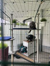 The outdoor freestyle cat tree set up with various accessories.