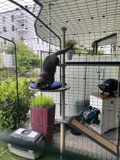 A cat jumping off of the outdoor freestyle cat tree.