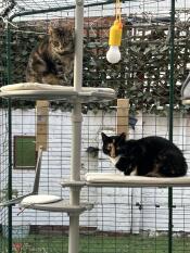 Two cats sat on the outdoor freestyle cat tree with various accessories.