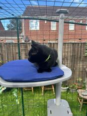 Cat sitting on blue cushioned platform attached to Freestyle Outdoor Cat Tree in Walk In Run in garden.
