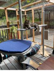 A cat sitting on the outdoor ramp attached to the outdoor freestyle cat tree.