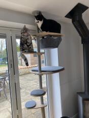 Two cats sitting on the platform of the Freestyle Cat Tree.
