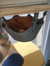 A cat sleeping in the hammock attached to the indoor freestyle cat tree.