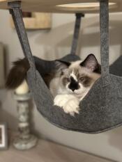 A cat resting in the hammock of the indoor cat tree.