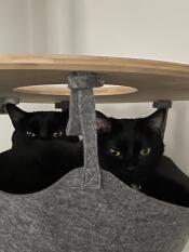 Close up of two black cats cuddled in Freestyle Indoor Cat Tree hammock.