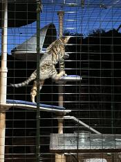 A cat climbing up the outdoor freestyle cat tree.