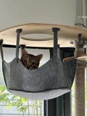 A cat looking out from the freestyle grey hammock