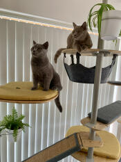 Two cats sitting on the indoor freestyle cat tree set up with various accessories.