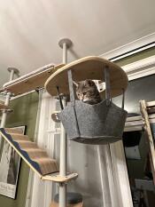 Grey cat sitting inside hammock attached to Freestyle Indoor Cat Tree.