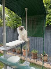 A cat sitting on the outdoor cream cushion bridge.