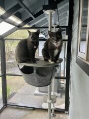 Two cats sat on top of the plastic grey hammock platform.