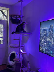 A cat sitting on the indoor freestyle cat tree set up with various accessories.