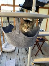 A cat resting in the outdoor freestyle cat hammock.