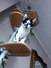 Cat looking down at owner whilst stood on a bamboo Freestyle Cat Tree step