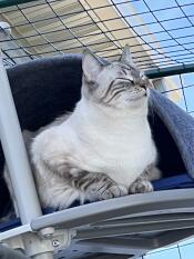 A cat in the den with blue cushion attached to the outdoor freestyle cat tree.