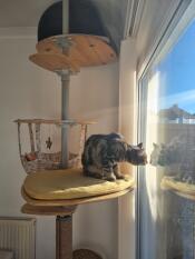 A cat sitting on the platform of the indoor Freestyle cat tree.