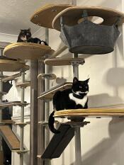 The indoor freestyle cat tree set up with various accessories.