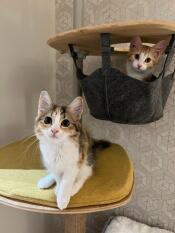 Two cats on their freestyle cat tree.