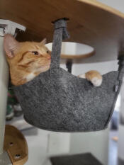 A cat resting in the grey freestyle cat hammock.