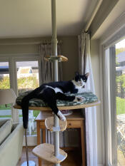 A cat lounging on the freestyle platform in the secret garden leafy print, attached to the indoor cat tree.