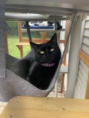 A cat relaxing in the outdoor hammock attached to the outdoor freestyle cat tree.