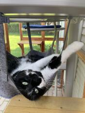 A cat lying in the hammock attached to the outdoor freestyle cat tree.