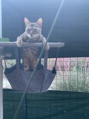 A cat looking out of the outdoor freestyle hammock.